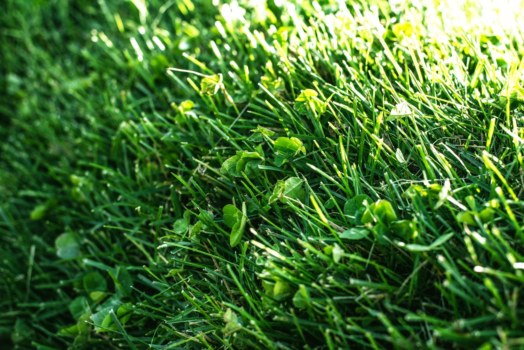 GAZON VERT DE JALOUSIE