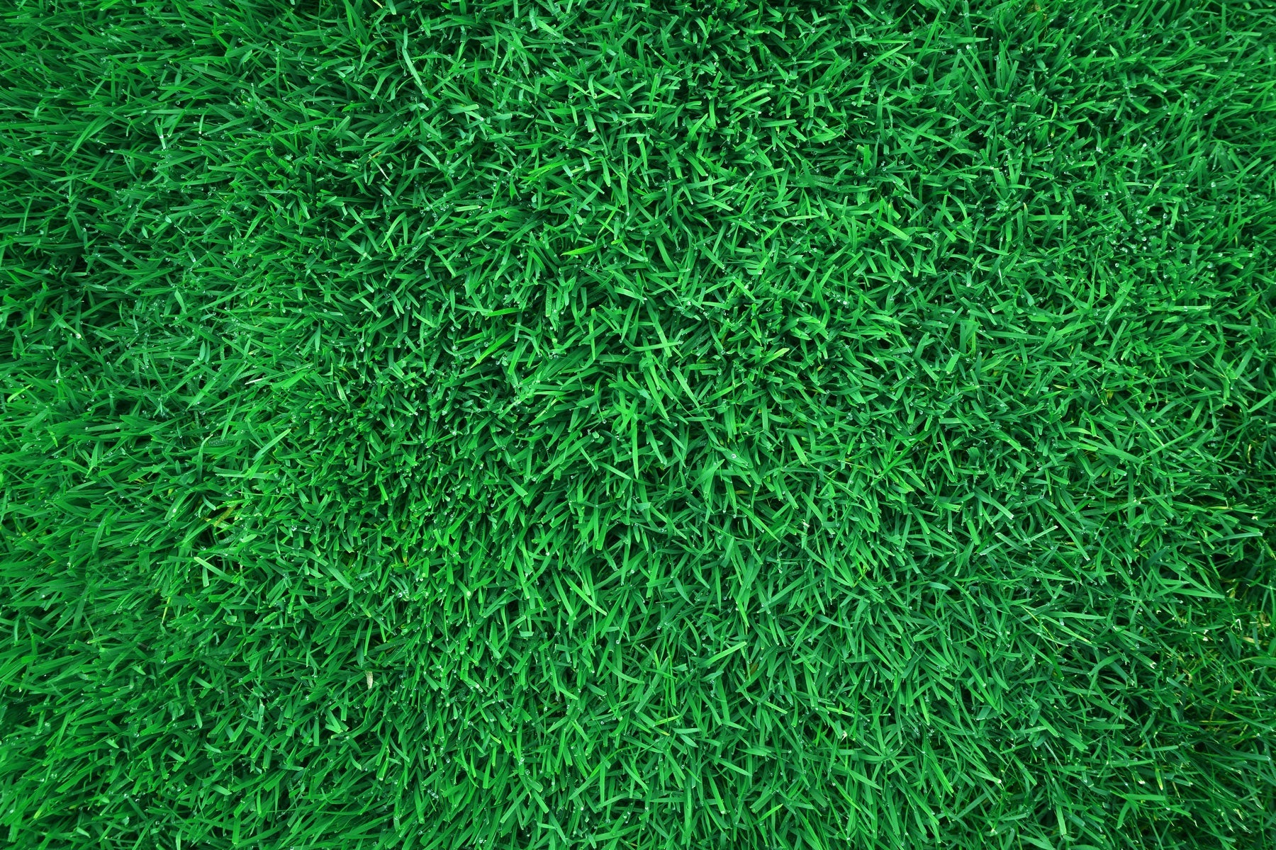 GAZON VERT DE JALOUSIE main image 0