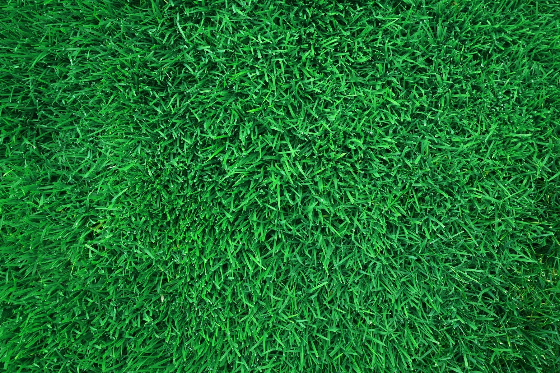 GAZON VERT DE JALOUSIE main image 1