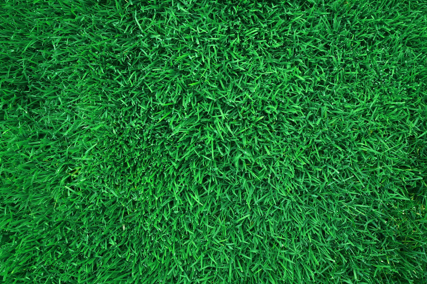 GAZON VERT DE JALOUSIE